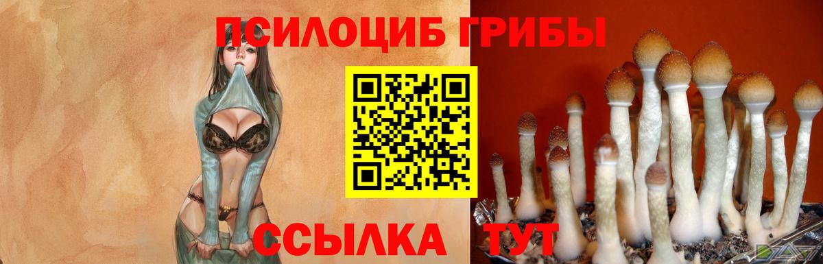 Псилоцибиновые грибы прущие грибы Кольчугино